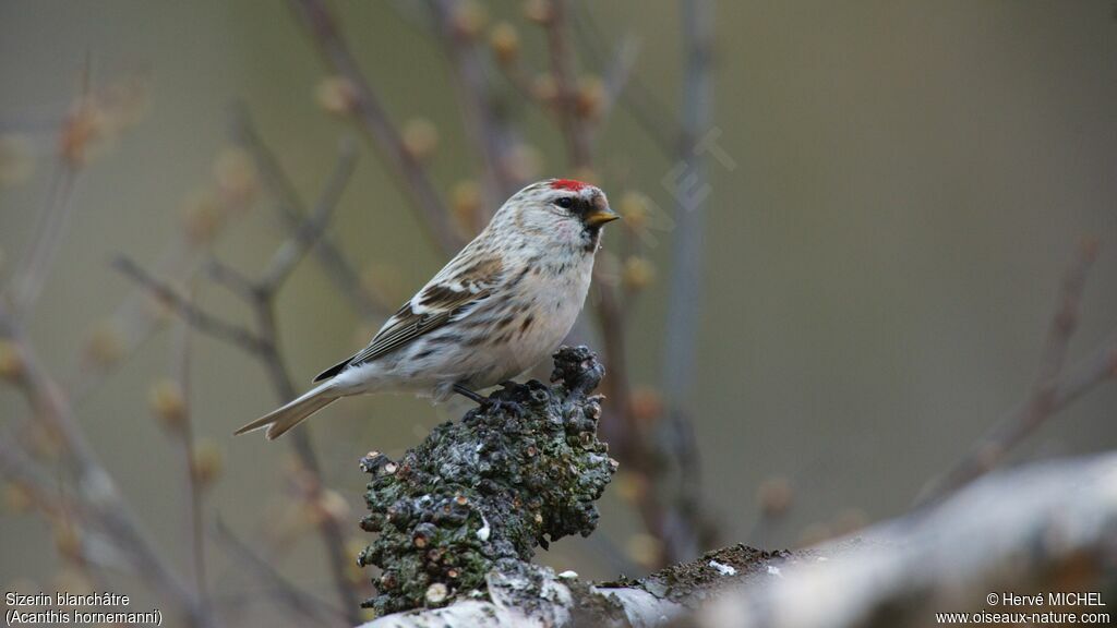 Redpoll (hornemanni)adult breeding