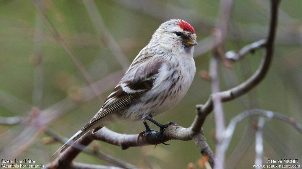 Redpoll (hornemanni)adult breeding
