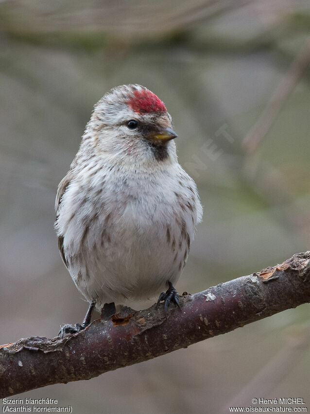 Redpoll (hornemanni)adult