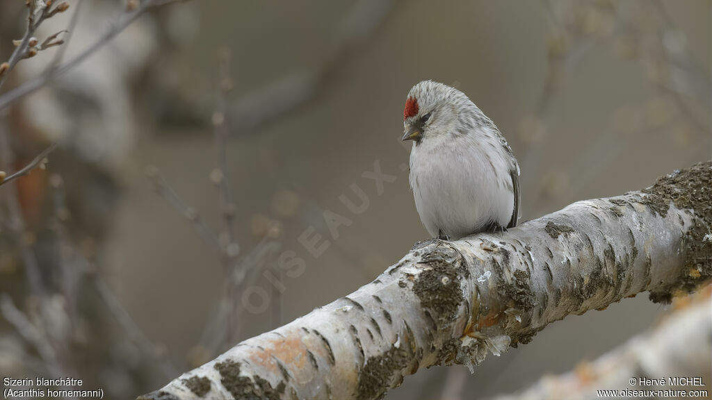 Redpoll (hornemanni)