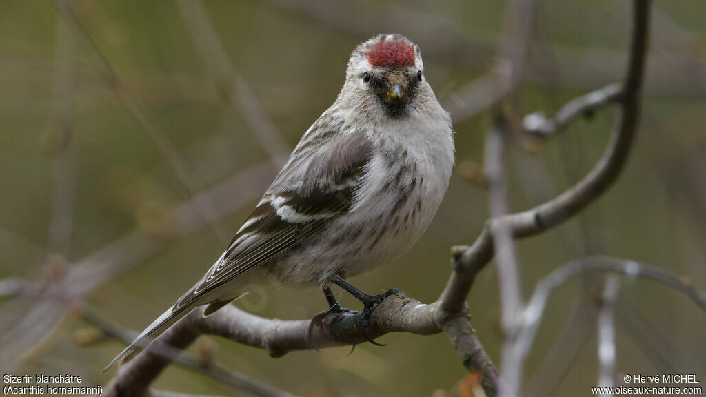 Redpoll (hornemanni)