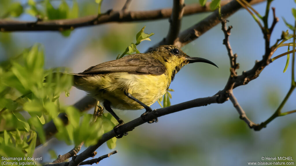Garden Sunbird male adult post breeding