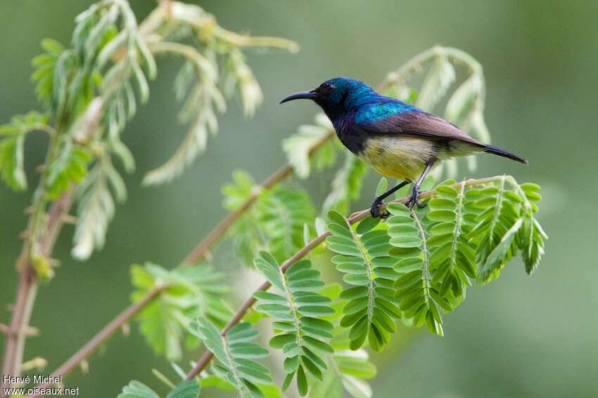 Variable Sunbird male adult breeding, habitat, pigmentation