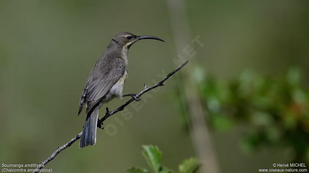 Souimanga améthyste femelle adulte
