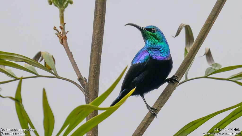 Malagasy Green Sunbird male adult breeding