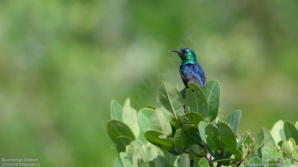 Souimanga bifascié mâle adulte nuptial