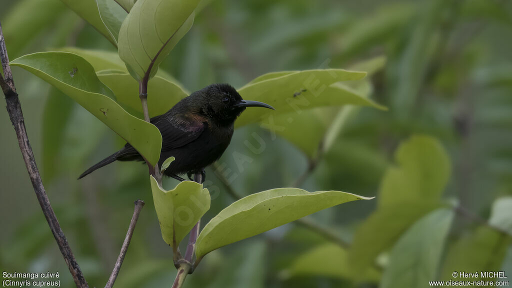 Copper Sunbird male adult breeding