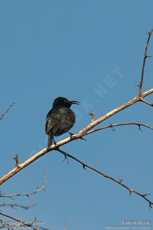 Marico Sunbird male adult breeding
