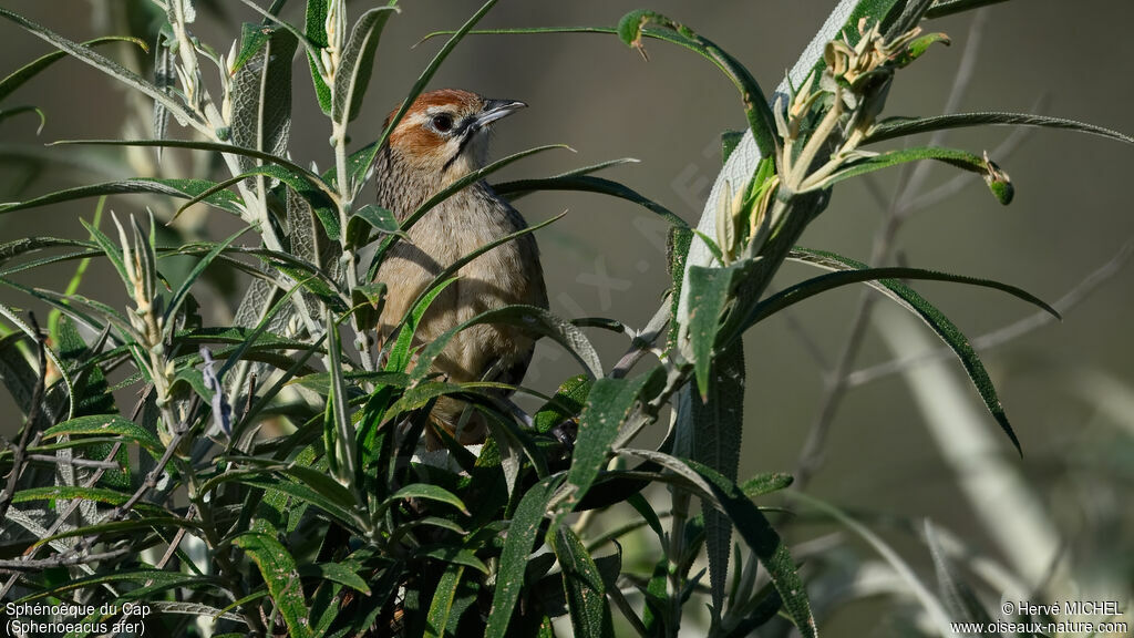 Cape Grassbird