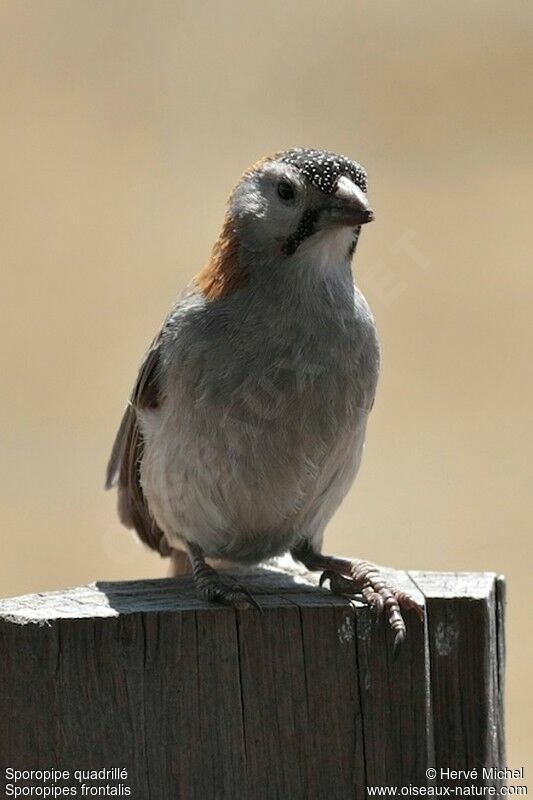 Speckle-fronted Weaveradult