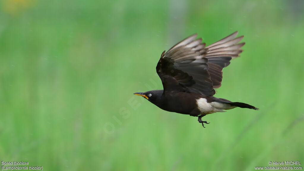 Spréo bicoloreadulte