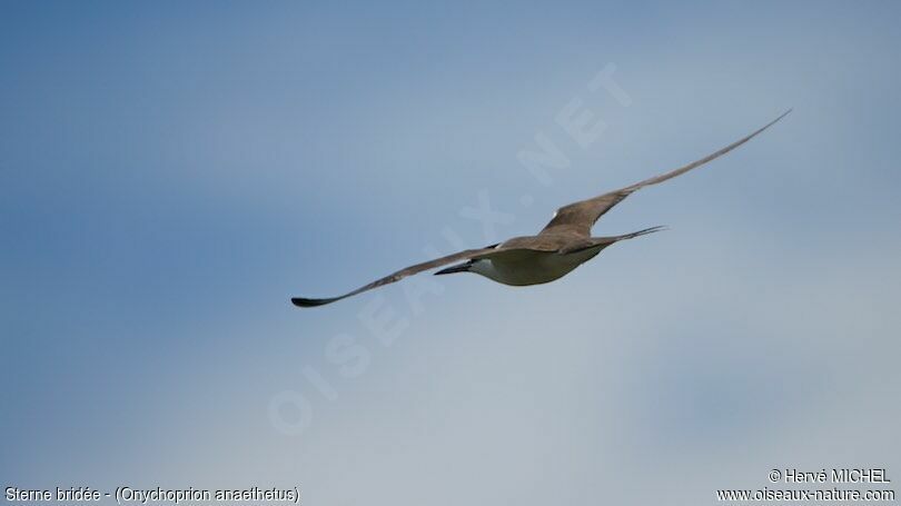 Bridled Tern