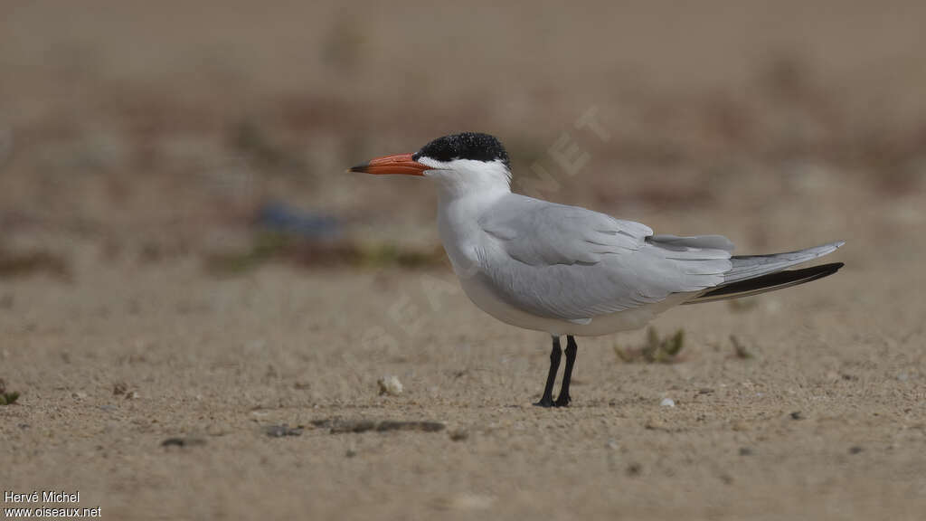 Sterne caspienneadulte, identification