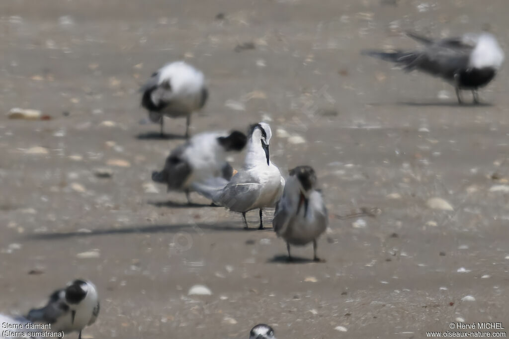 Black-naped Tern