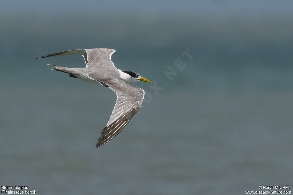 Greater Crested Tern
