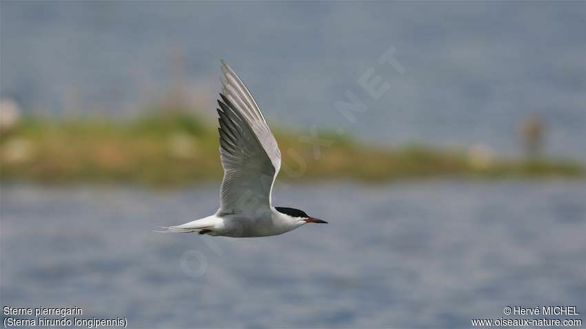 Common Tern