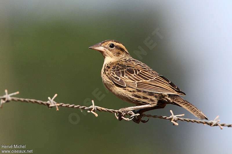 Red-breasted Meadowlark female adult, identification