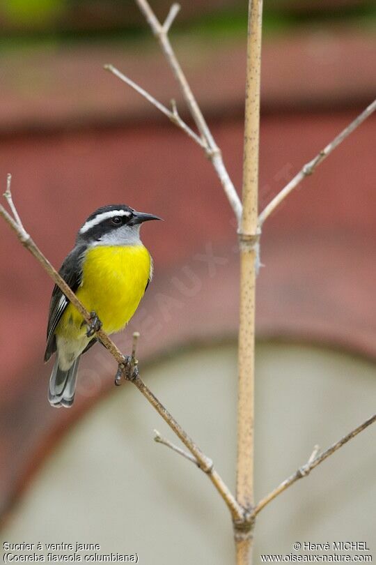Bananaquit