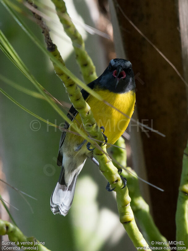 Bananaquitadult