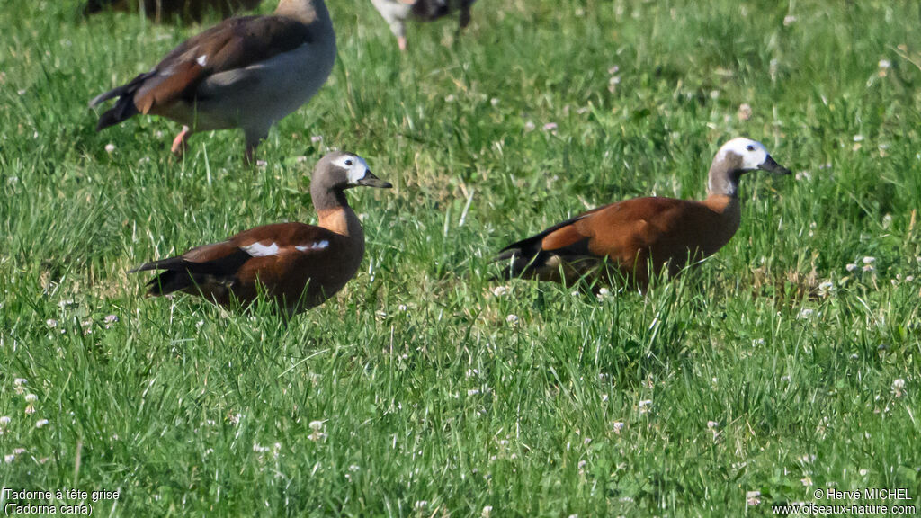 Tadorne à tête grise
