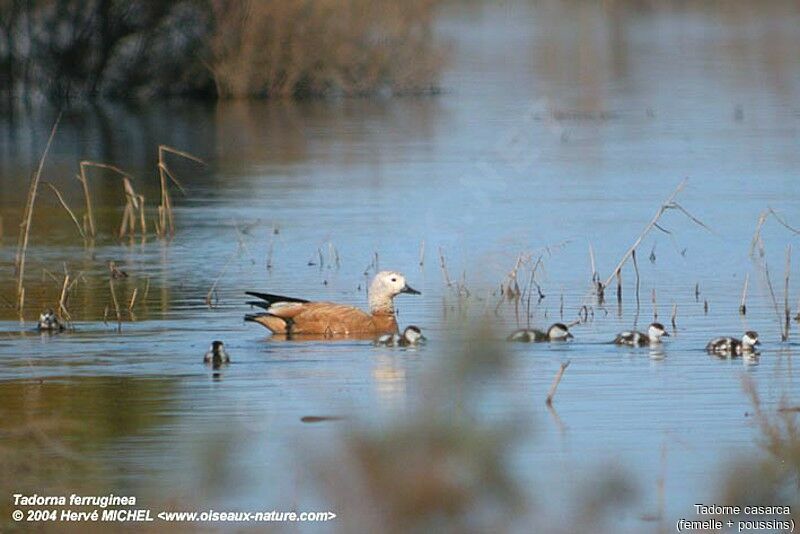 Ruddy Shelduck