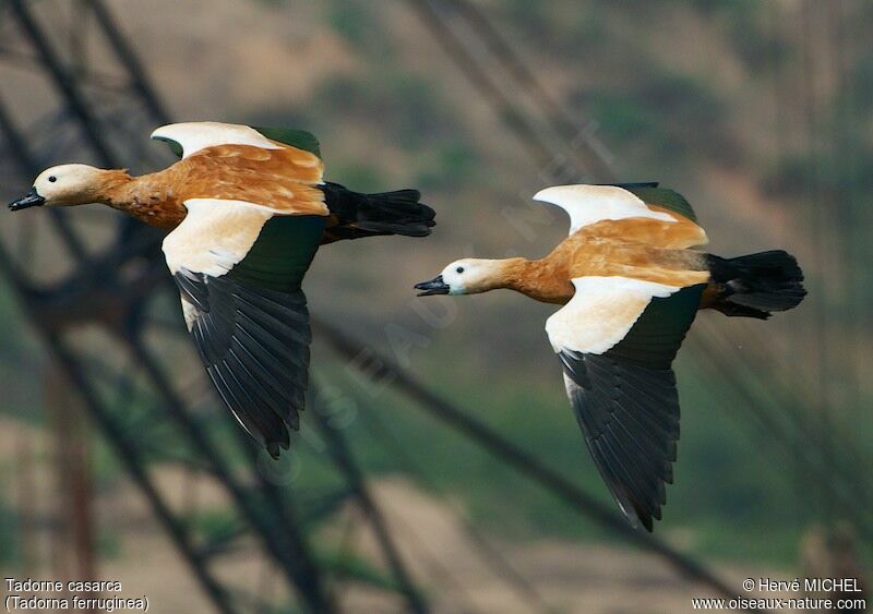 Ruddy Shelduck 