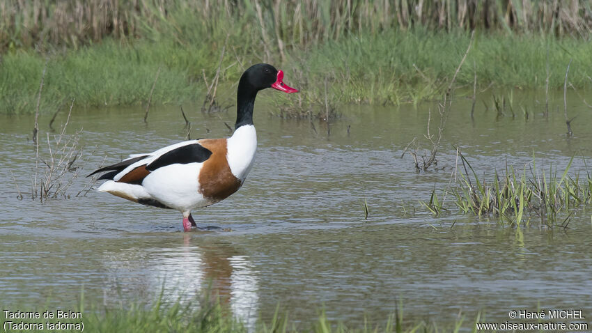 Common Shelduck male adult
