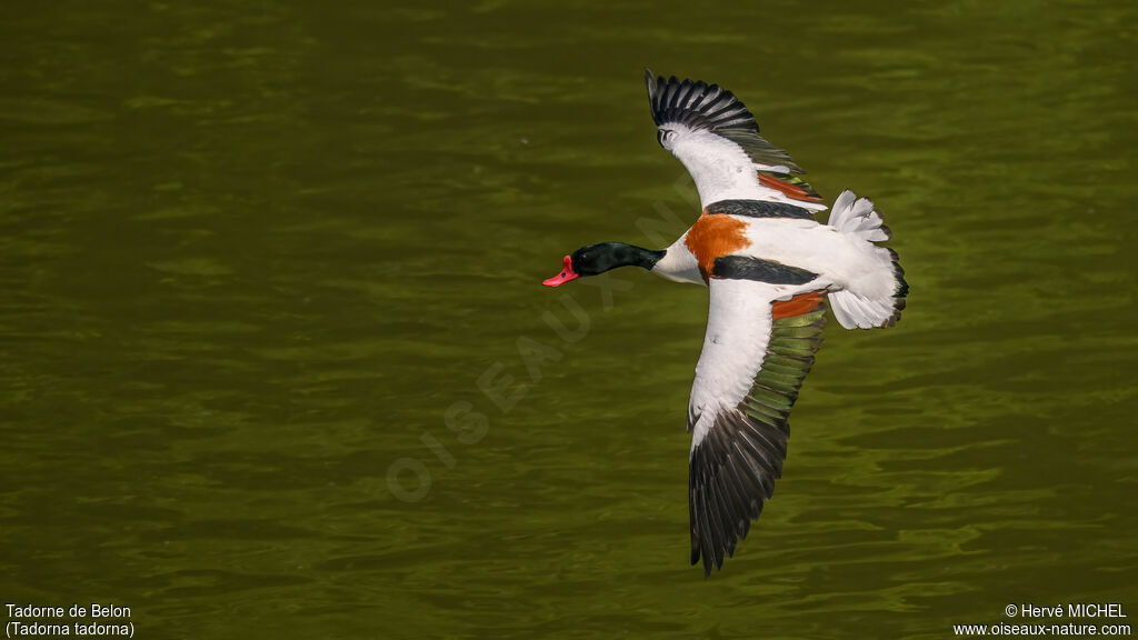 Common Shelduck male adult breeding
