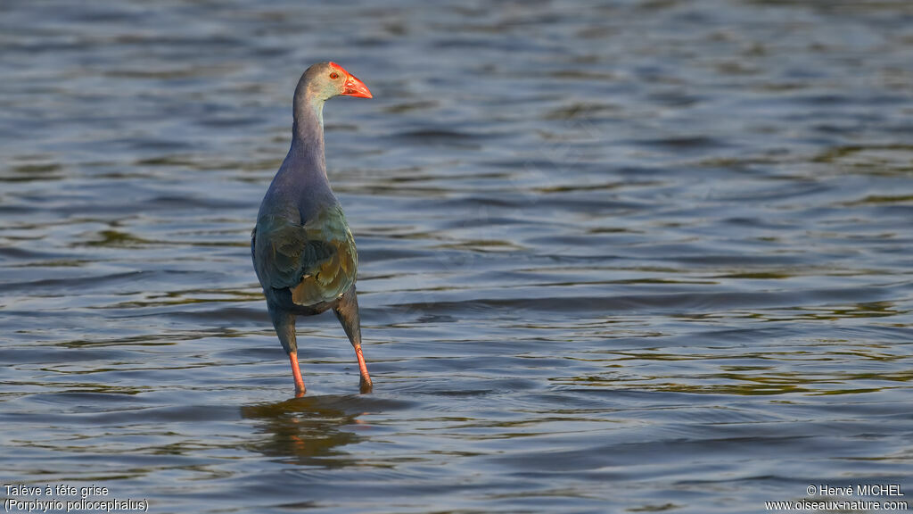 Grey-headed Swamphen