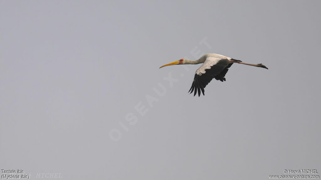 Tantale ibis