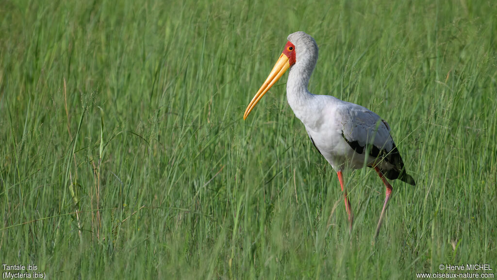 Tantale ibis