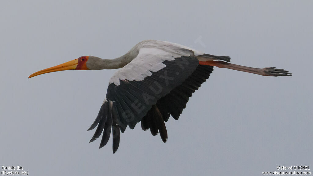 Tantale ibis