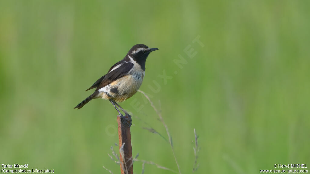 Tarier bifascié