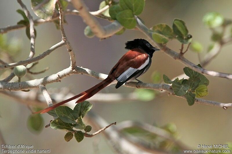 African Paradise Flycatcher male adult breeding, identification