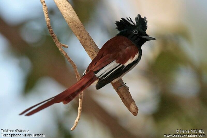 African Paradise Flycatcher male adult breeding, identification