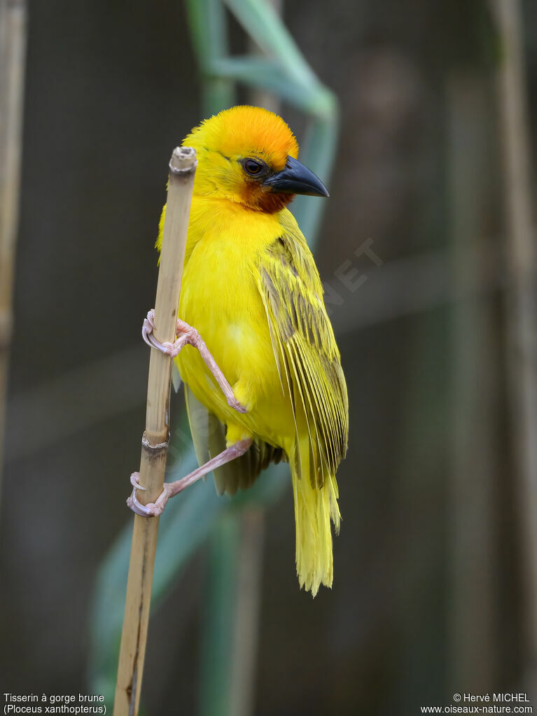 Southern Brown-throated Weaver male adult breeding