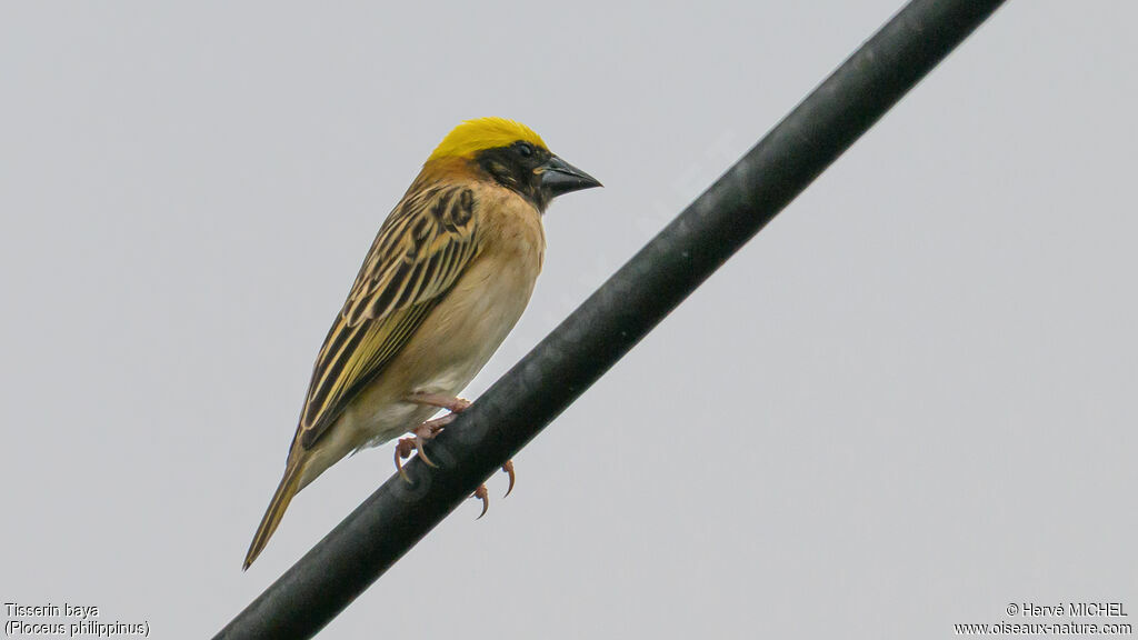 Baya Weaver male adult