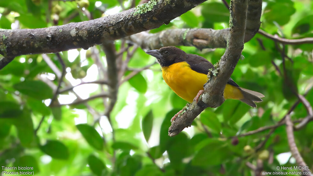 Tisserin bicolore mâle adulte nuptial