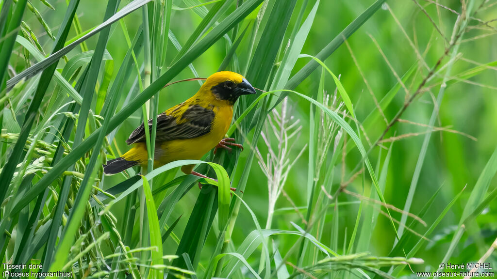Asian Golden Weaver male adult