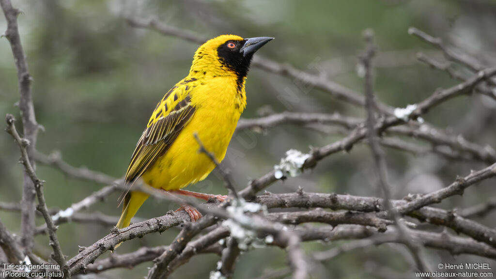 Tisserin gendarme mâle adulte nuptial