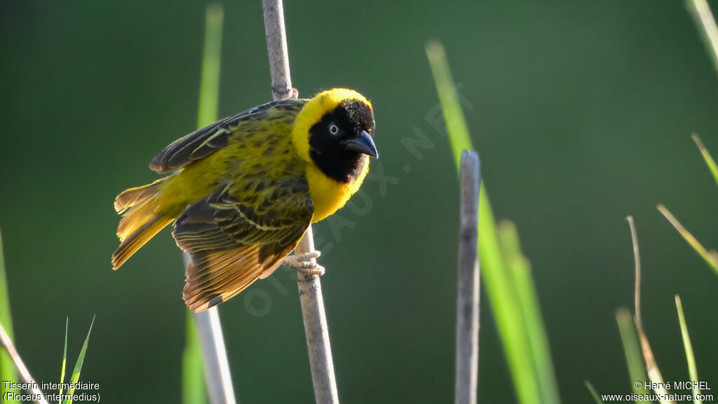 Tisserin intermédiaire mâle adulte nuptial, parade