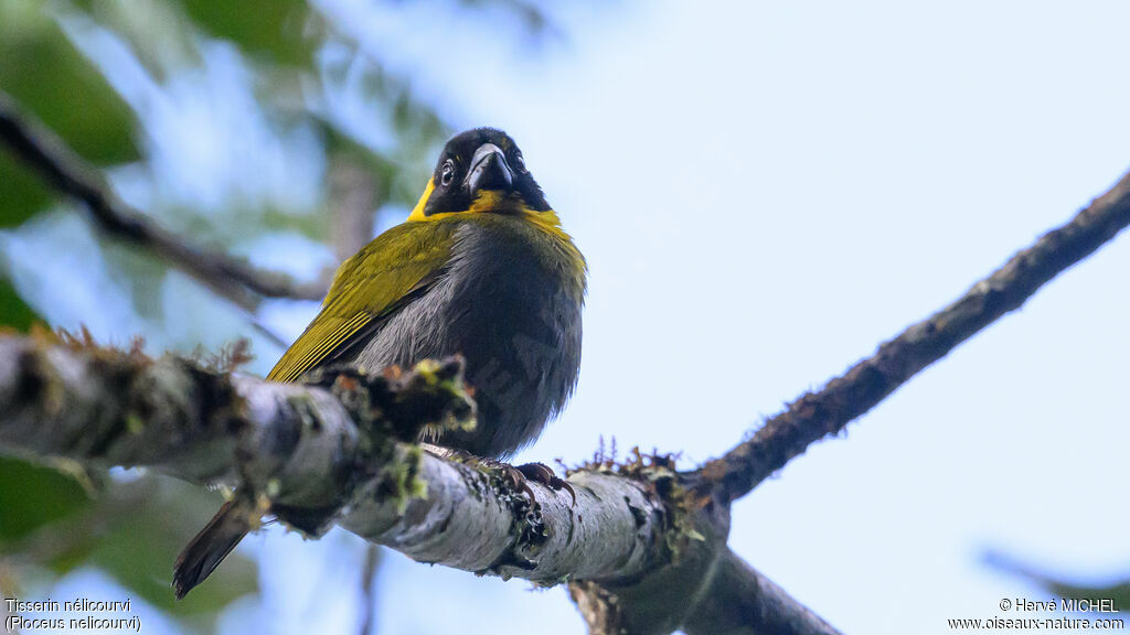 Nelicourvi Weaver male adult breeding