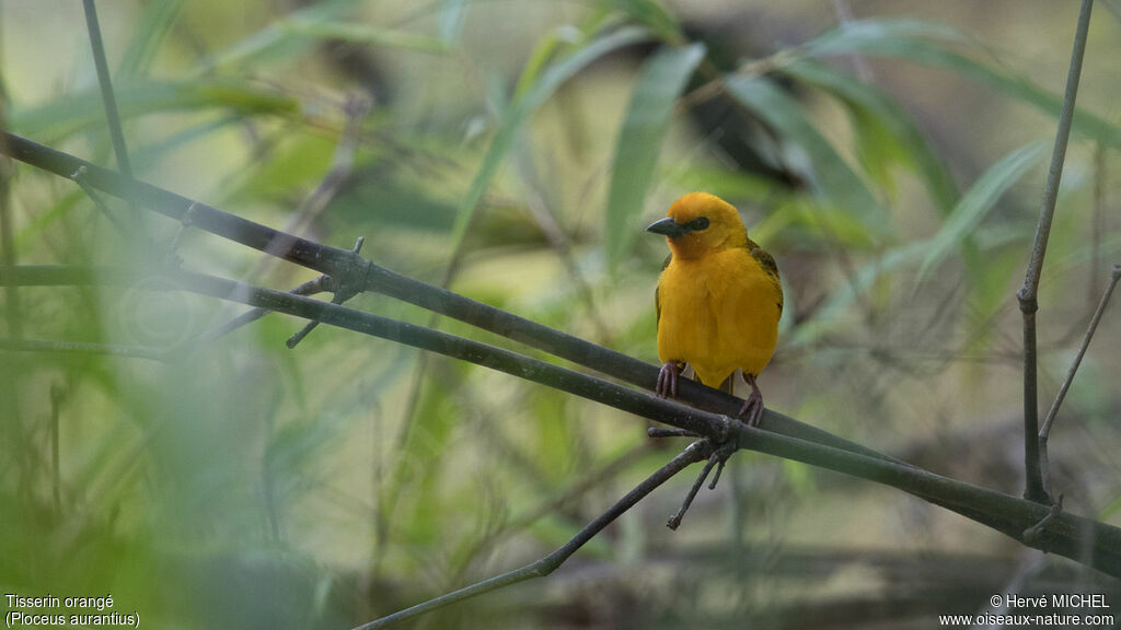 Orange Weaver male adult breeding