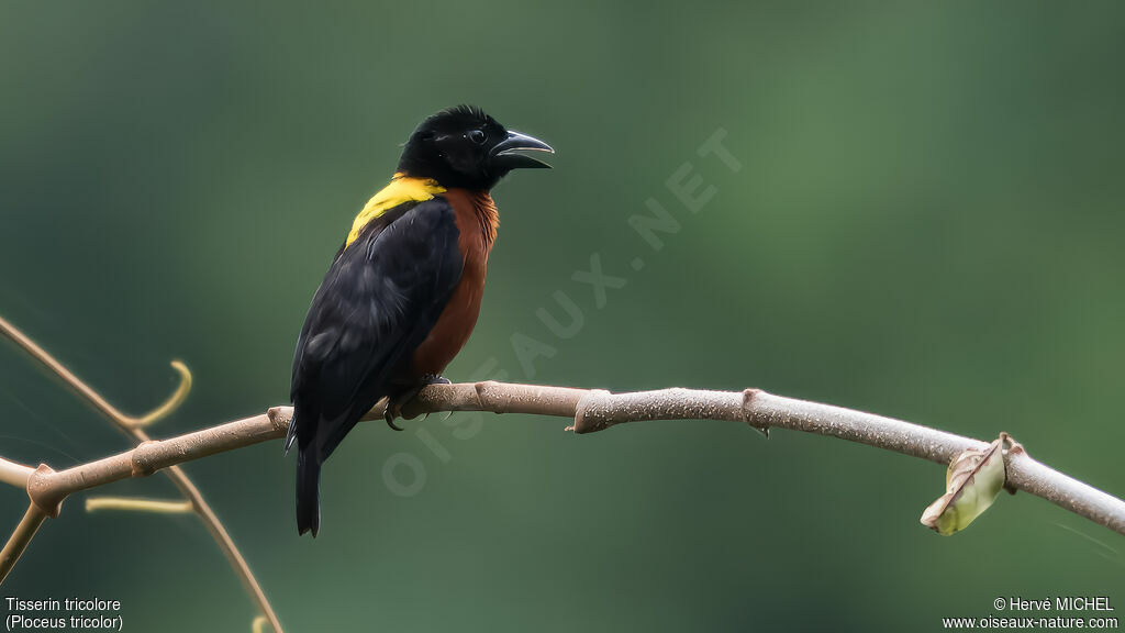 Yellow-mantled Weaver