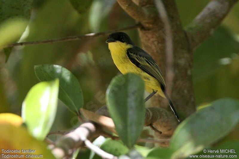 Todirostre familieradulte, identification