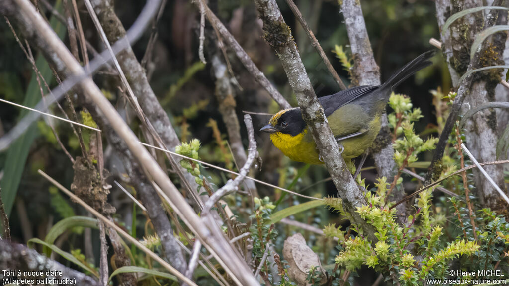 Pale-naped Brushfinch