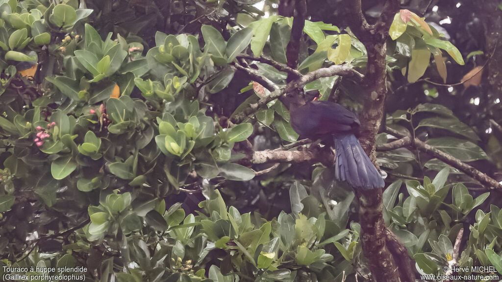 Touraco à huppe splendide