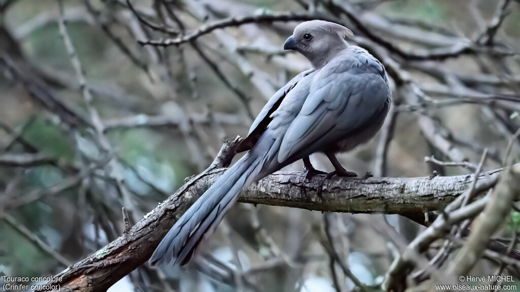 Touraco concolore
