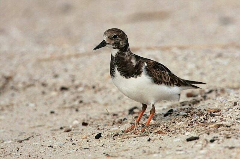 Tournepierre à collier, identification
