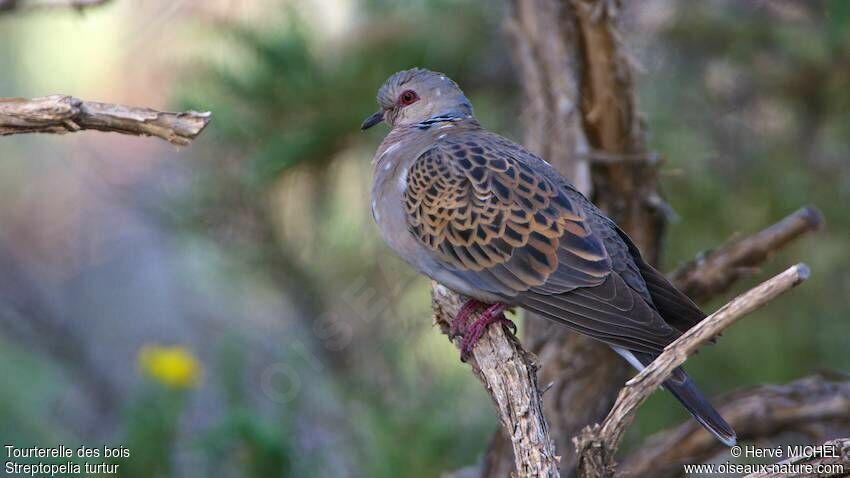 European Turtle Dove